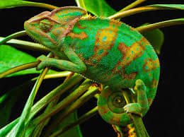 Psicología Adaptación 